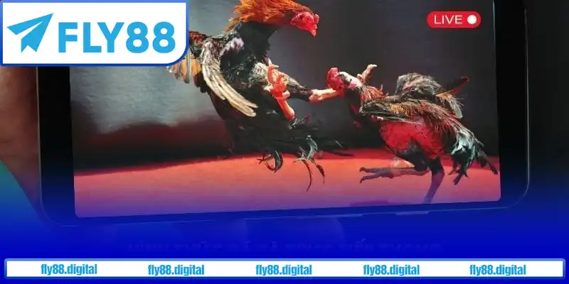 Kèo cược đa dạng tại đá gà Thomo Kèo cược đa dạng tại đá gà Thomo