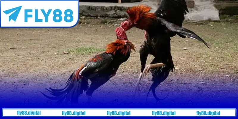 Lên chiến thuật hiệu quả Lên chiến thuật hiệu quả