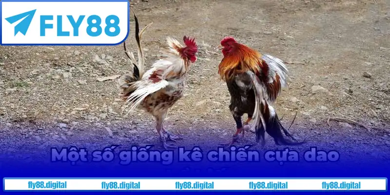 Một số giống kê chiến đấu cựa dao phổ biến Một số giống kê chiến đấu cựa dao phổ biến